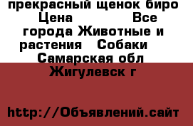 прекрасный щенок биро › Цена ­ 20 000 - Все города Животные и растения » Собаки   . Самарская обл.,Жигулевск г.